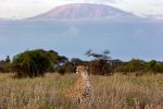 joshua clay 2602 cheetah cubs kimana sanctuary j7a3295