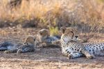 joshua clay 2602 cheetah cubs kimana sanctuary j7a4365
