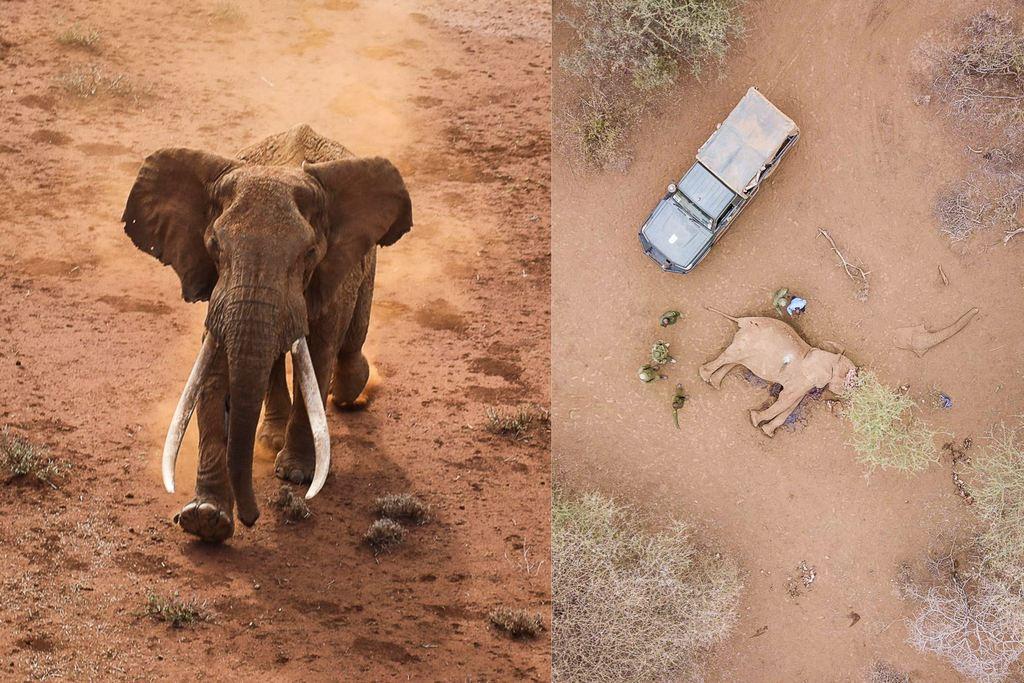 Ndawe’s Journey Ends at the Hands of Humans