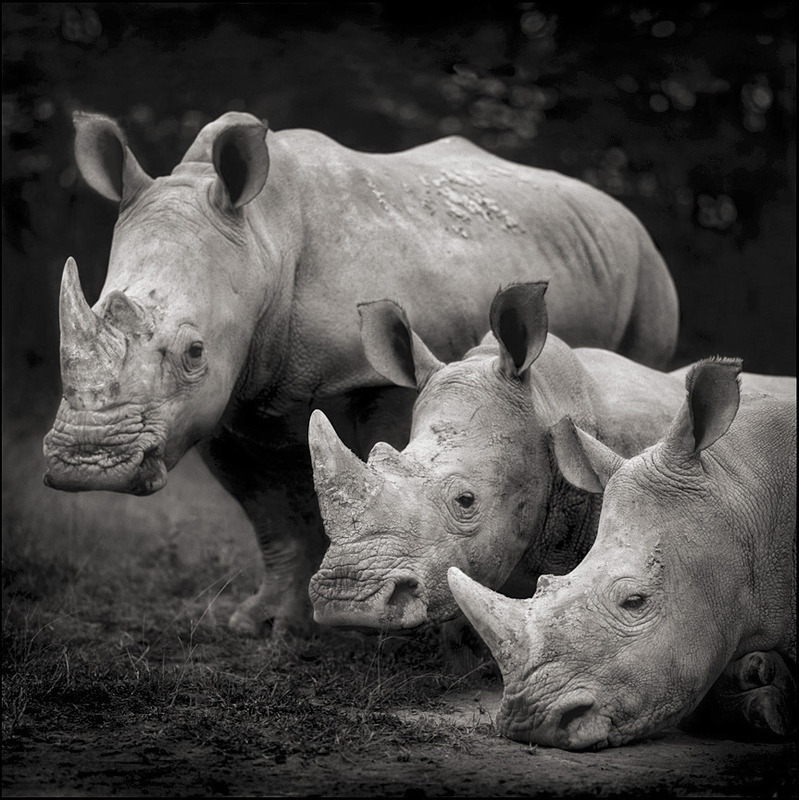 rhino